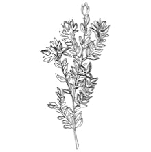 //no.davines.com/cdn/shop/t/4/assets/davines-line-finest-pigment-deco-4.jpg?v=26652696539408005481592295932
