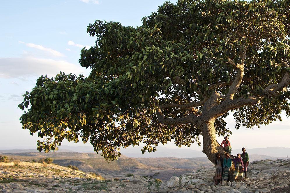 EthioTrees