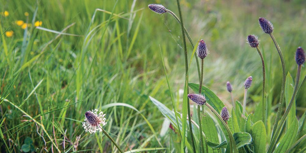 Davines naturlighet kriterium